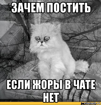 зачем постить если жоры в чате нет, Мем Кот депрессия