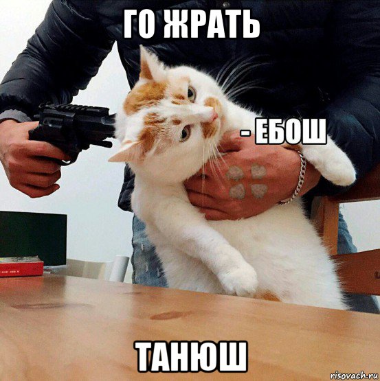 го жрать танюш, Мем  Кот ЕБОШ