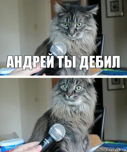 Андрей ты дебил , Комикс  кот с микрофоном
