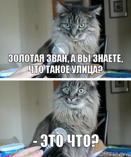 Золотая зван, а вы знаете, что такое улица? - Это что?, Комикс  кот с микрофоном