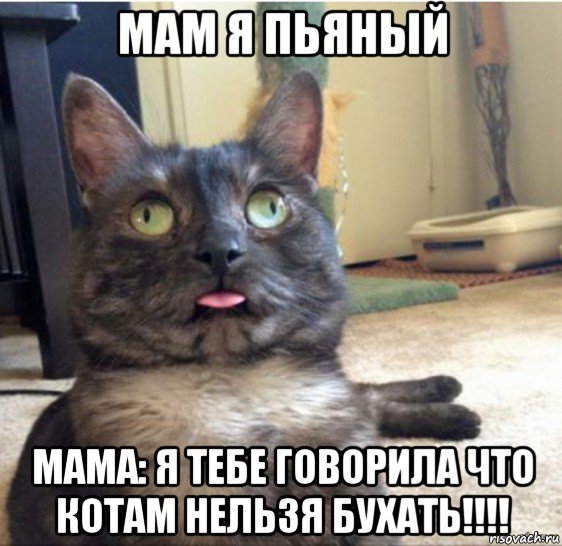 мам я пьяный мама: я тебе говорила что котам нельзя бухать!!!!, Мем   Кот завис