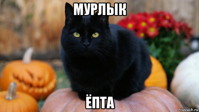 мурлык ёпта