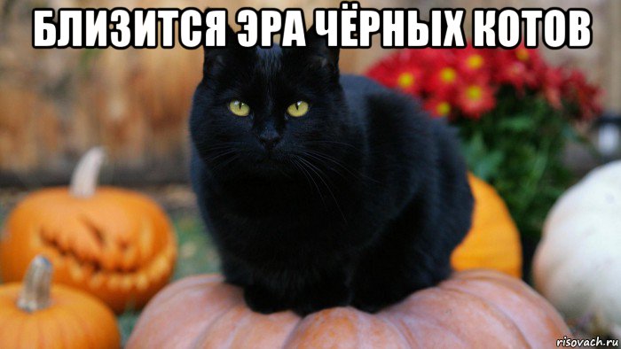 близится эра чёрных котов 