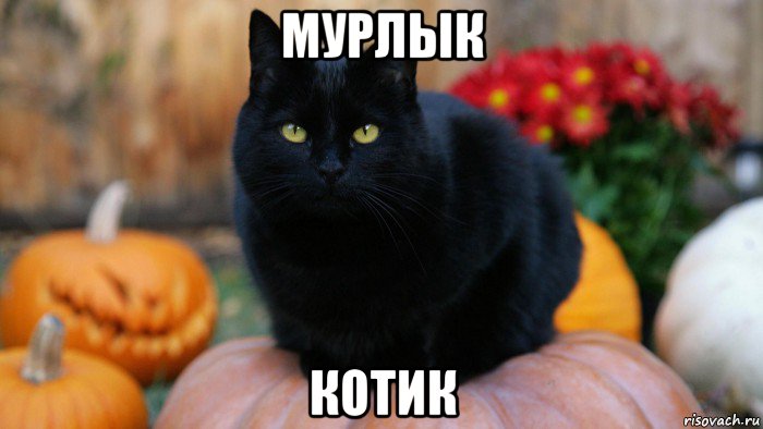 мурлык котик