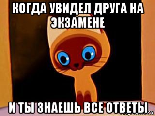 когда увидел друга на экзамене и ты знаешь все ответы, Мем котенок гав