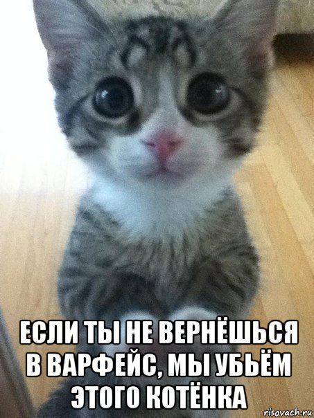  если ты не вернёшься в варфейс, мы убьём этого котёнка