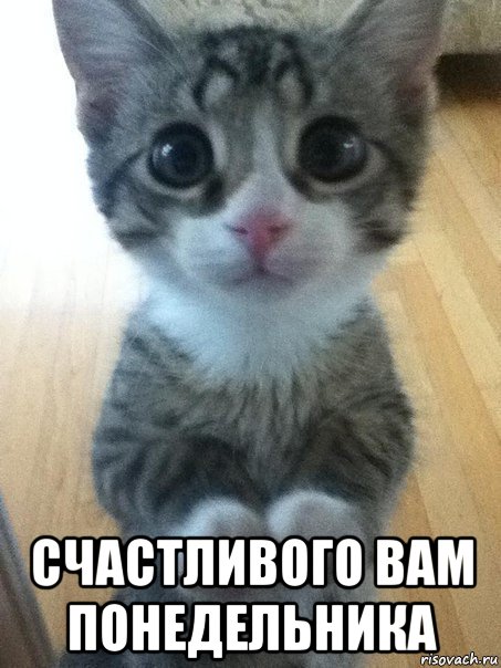  счастливого вам понедельника