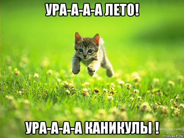Все мемы Котёнок - Рисовач .Ру.
