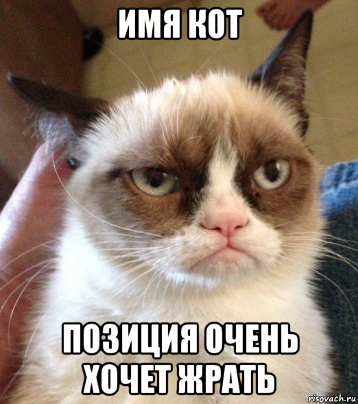 имя кот позиция очень хочет жрать, Мем мммм ясно понятно