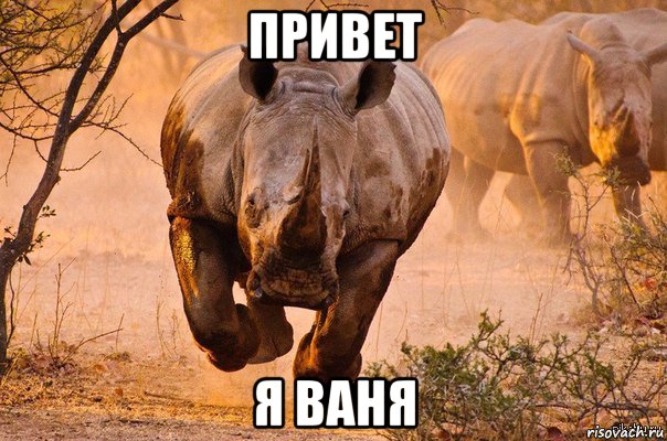 привет я ваня, Мем носорог