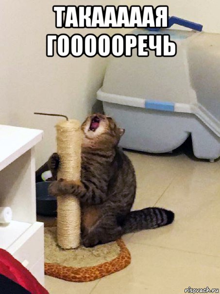 такааааая гоооооречь 