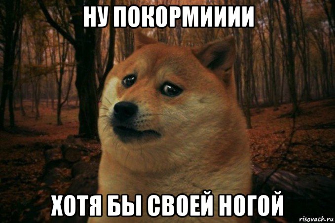 ну покормииии хотя бы своей ногой, Мем SAD DOGE