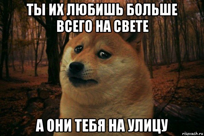 ты их любишь больше всего на свете а они тебя на улицу, Мем SAD DOGE