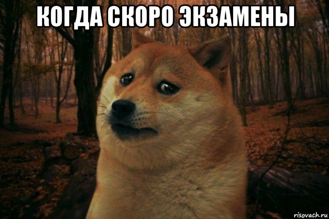 когда скоро экзамены , Мем SAD DOGE