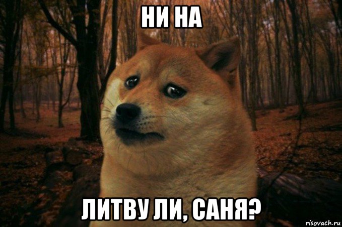 ни на литву ли, саня?, Мем SAD DOGE