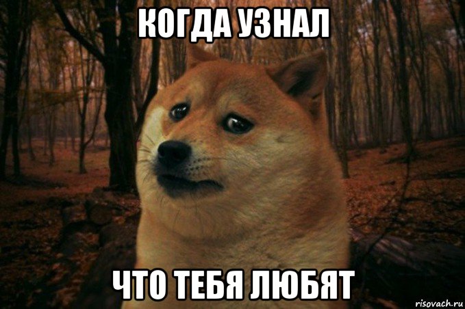 когда узнал что тебя любят, Мем SAD DOGE