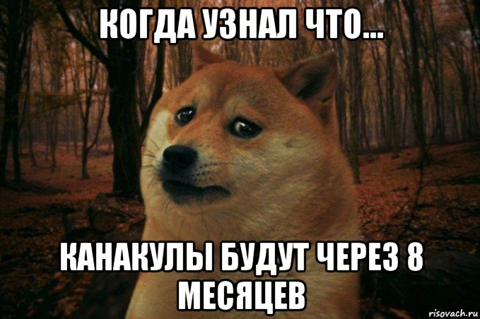 когда узнал что... канакулы будут через 8 месяцев, Мем SAD DOGE