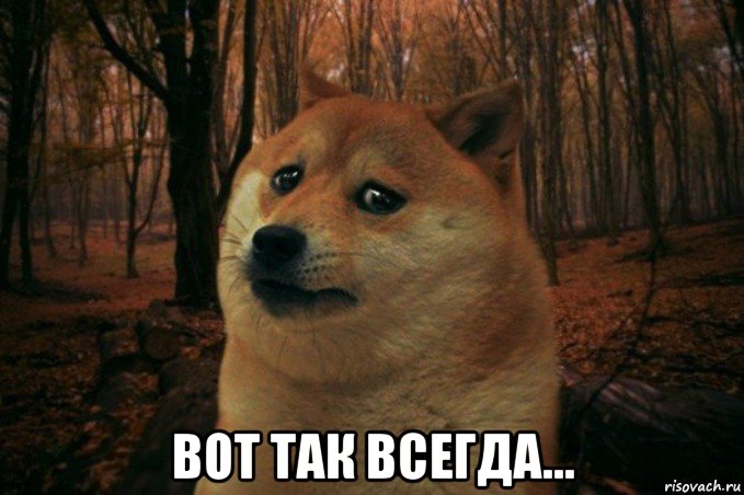  вот так всегда..., Мем SAD DOGE