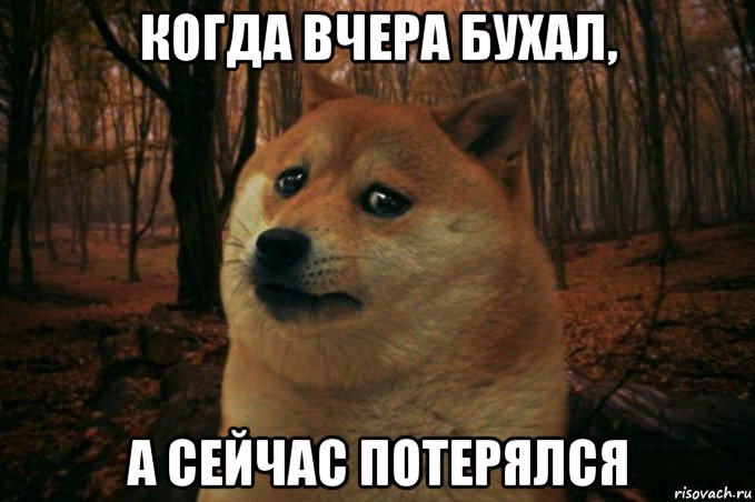 когда вчера бухал, а сейчас потерялся, Мем SAD DOGE