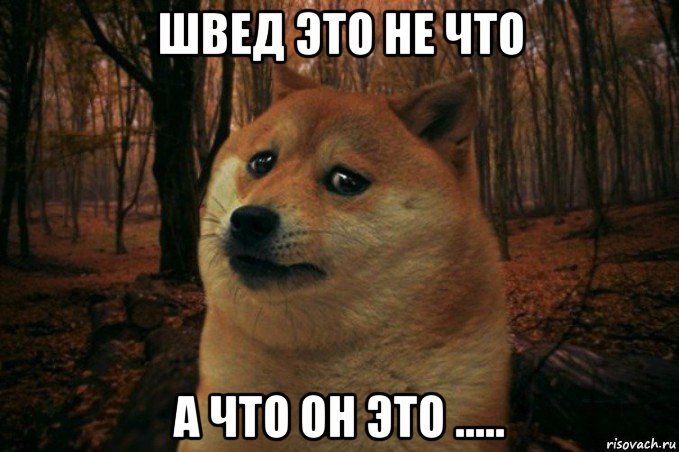 швед это не что а что он это ....., Мем SAD DOGE