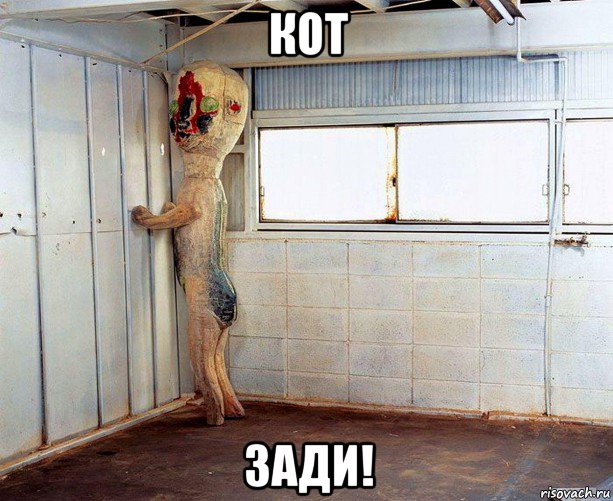 кот зади!