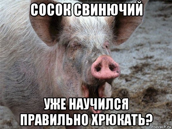 сосок свинючий уже научился правильно хрюкать?
