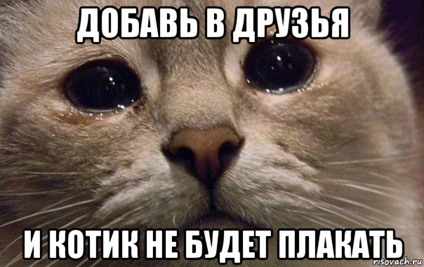 добавь в друзья и котик не будет плакать, Мем   В мире грустит один котик