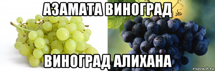 азамата виноград виноград алихана