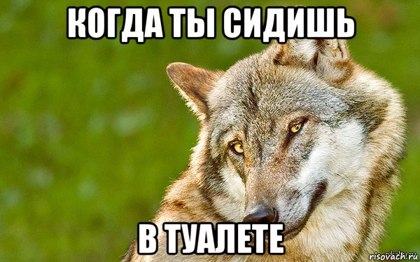 когда ты сидишь в туалете, Мем   Volf