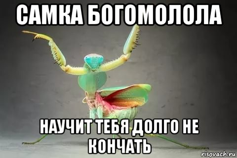 самка богомолола научит тебя долго не кончать, Мем Алекс
