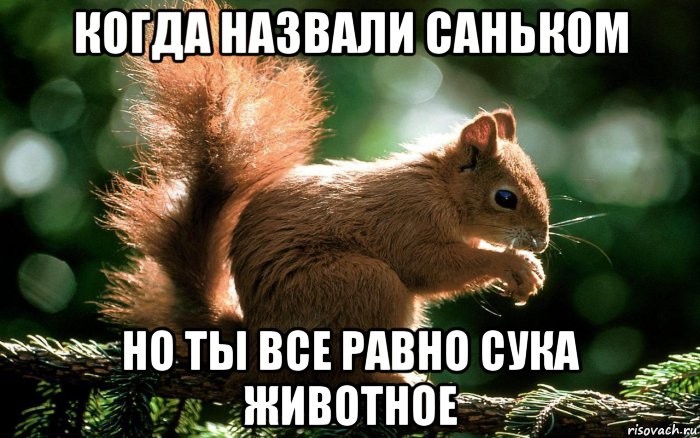 когда назвали саньком но ты все равно сука животное, Мем Белкаблядь