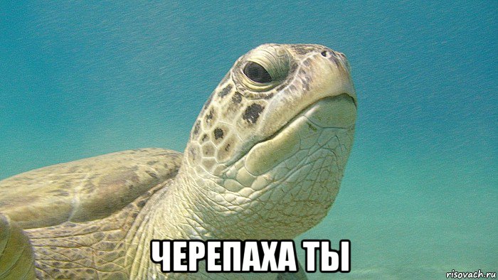  черепаха ты