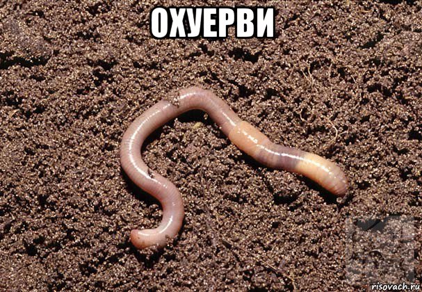охуерви 