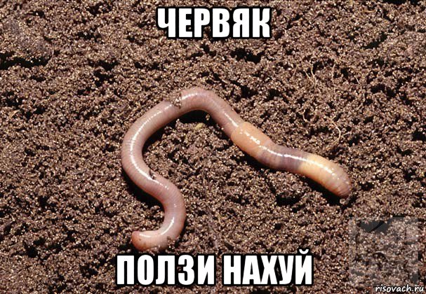 червяк ползи нахуй