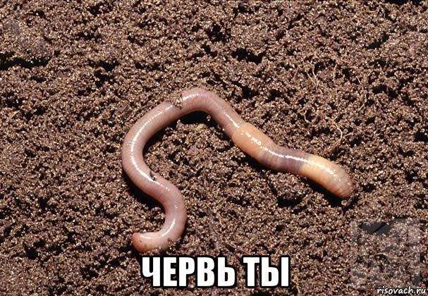  червь ты
