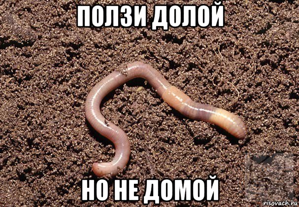 ползи долой но не домой