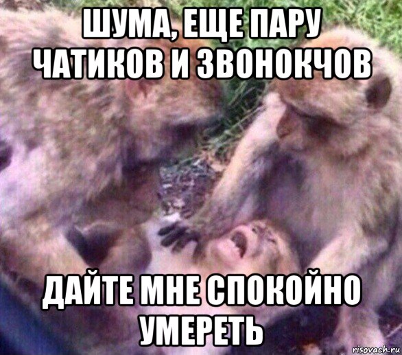 шума, еще пару чатиков и звонокчов дайте мне спокойно умереть, Мем Дайте мне спокойно умереть