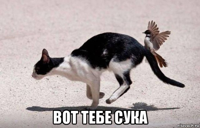  вот тебе сука, Мем Еке