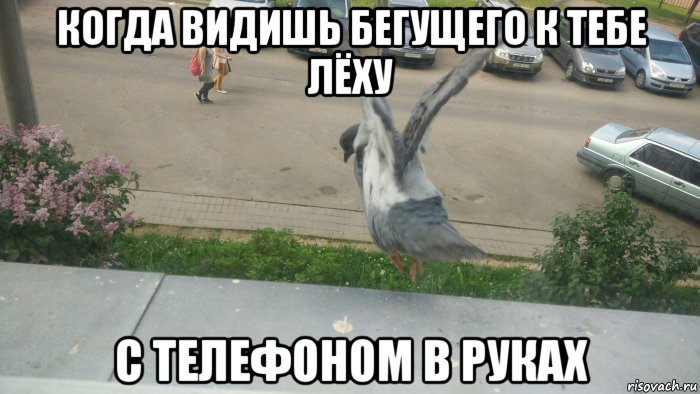 когда видишь бегущего к тебе лёху с телефоном в руках, Мем Голубь