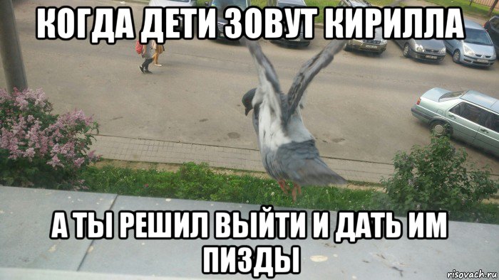 когда дети зовут кирилла а ты решил выйти и дать им пизды, Мем Голубь