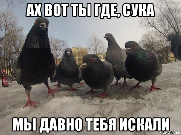 ах вот ты где, сука мы давно тебя искали, Мем голубь