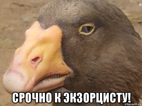  срочно к экзорцисту!, Мем Гусь