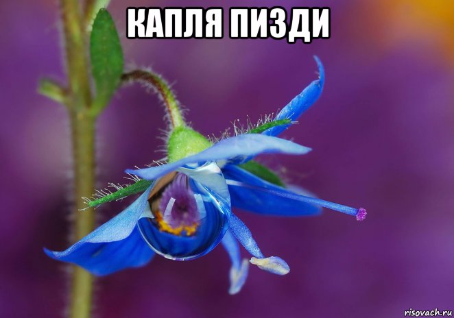 капля пизди , Мем Капля росы