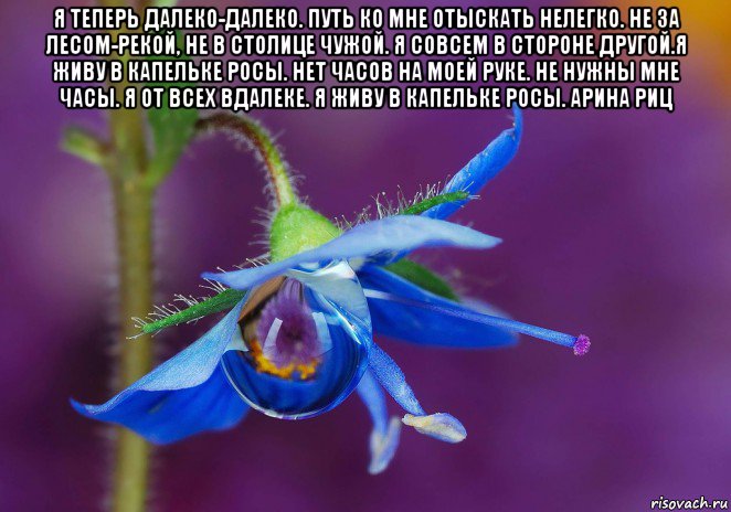 я теперь далеко-далеко. путь ко мне отыскать нелегко. не за лесом-рекой, не в столице чужой. я совсем в стороне другой.я живу в капельке росы. нет часов на моей руке. не нужны мне часы. я от всех вдалеке. я живу в капельке росы. арина риц , Мем Капля росы