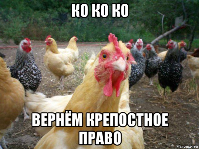 ко ко ко вернём крепостное право, Мем ко-ко-ко