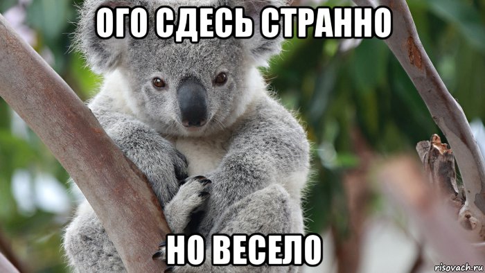ого сдесь странно но весело, Мем Коала из крыма