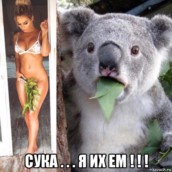  сука . . . я их ем ! ! !, Мем Коала
