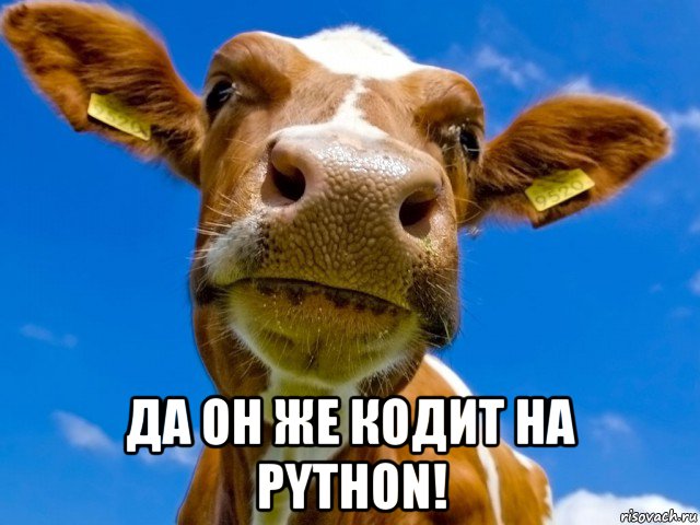  да он же кодит на python!