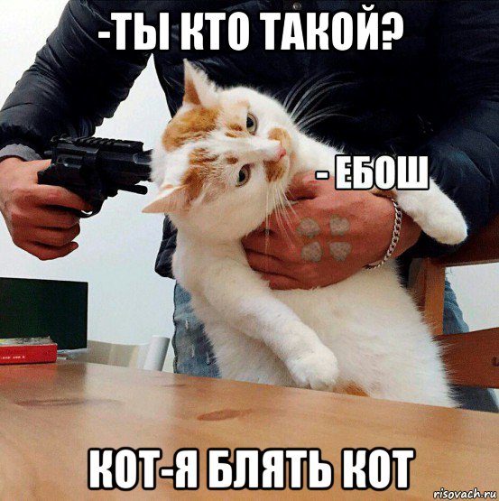 -ты кто такой? кот-я блять кот