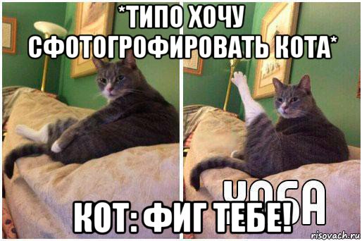 *типо хочу сфотогрофировать кота* кот: фиг тебе!, Комикс Кот Хоба